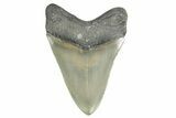 Sharply Serrated, Fossil Megalodon Tooth - North Carolina #355706-1